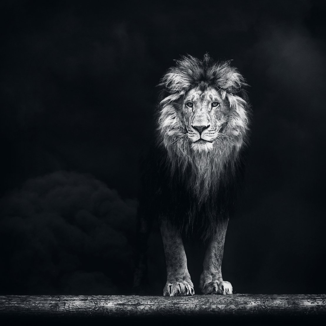 Portrait of a Beautiful lion, lion in the dark smoke